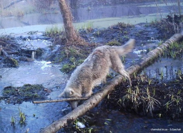 Трудно поверить: что попадается в фотоловушки в зоне Чернобыля