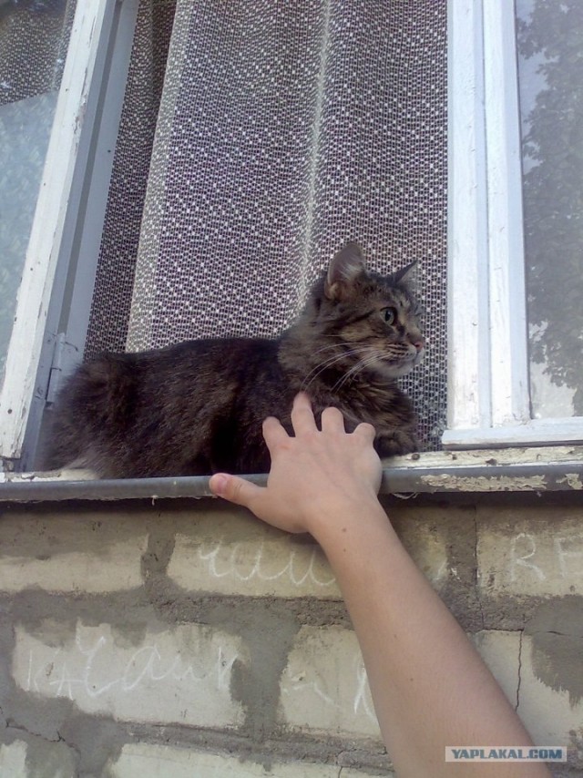 Котовторник на ЯПлакалъ 08.07.2008