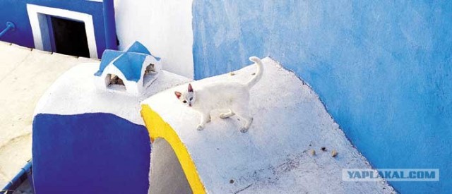 Котовторник на ЯПе