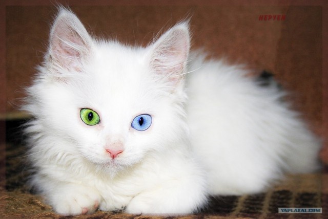 Котовторник с Кузей