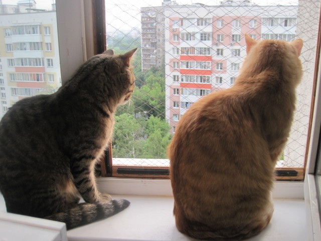 Котовторник!
