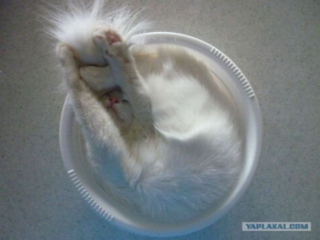 Котовторник 06.12.2011