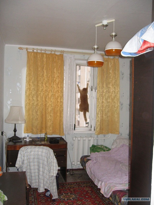 Котовторник 20.12.2011