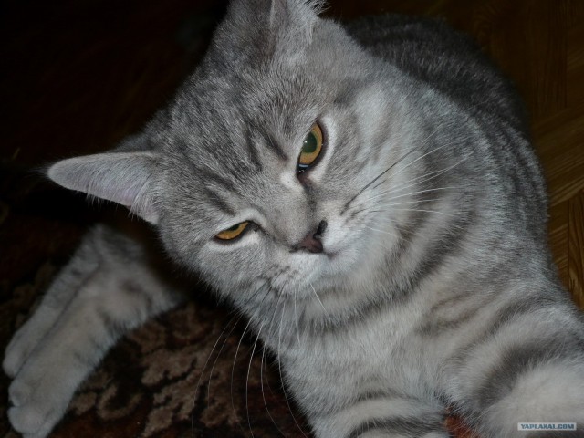 Котовторник (28.02.2012)