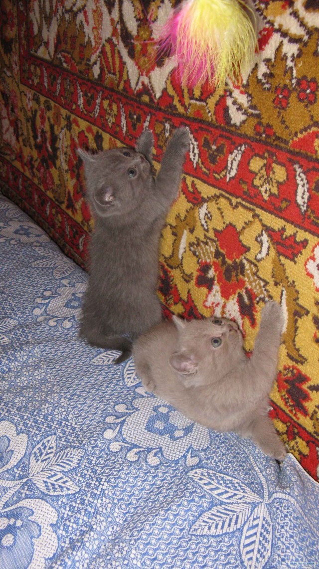 Котовторник 03 07 2012