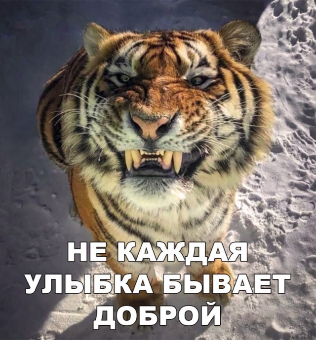 Дикий котовторник