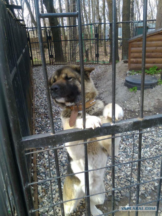 Питомцы по паспорту и в жизни