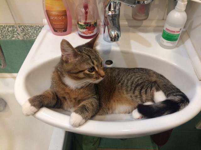 Забавные фото котеек