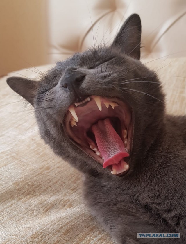 Котовторник от генерала мяу