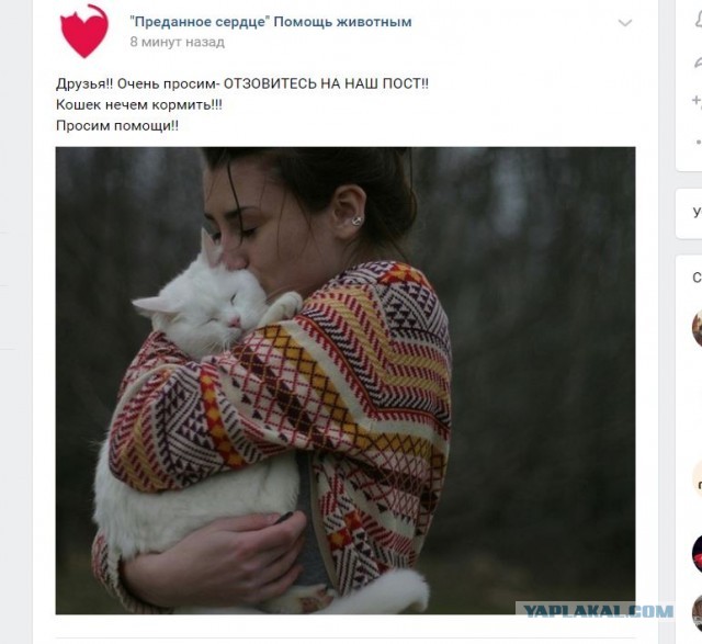 Помогите вернуть кота! Приют "Преданное сердце" украл кота и не отдает!-2