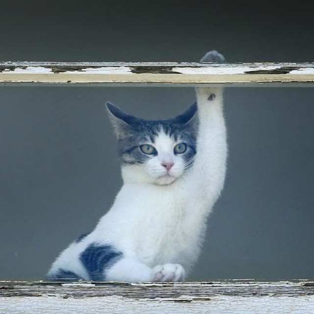 Котофеев пост