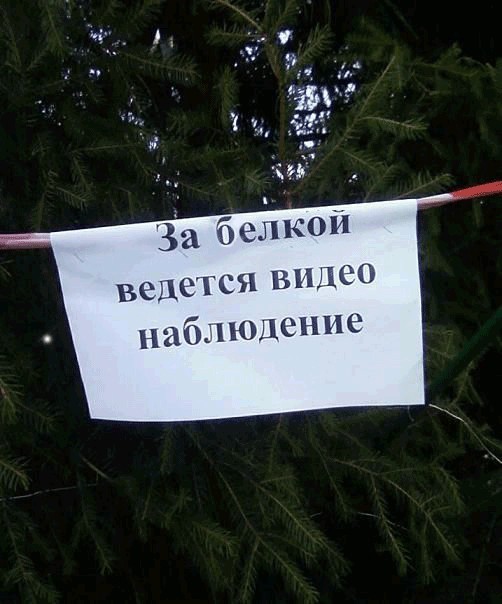 ёлки идем резать?