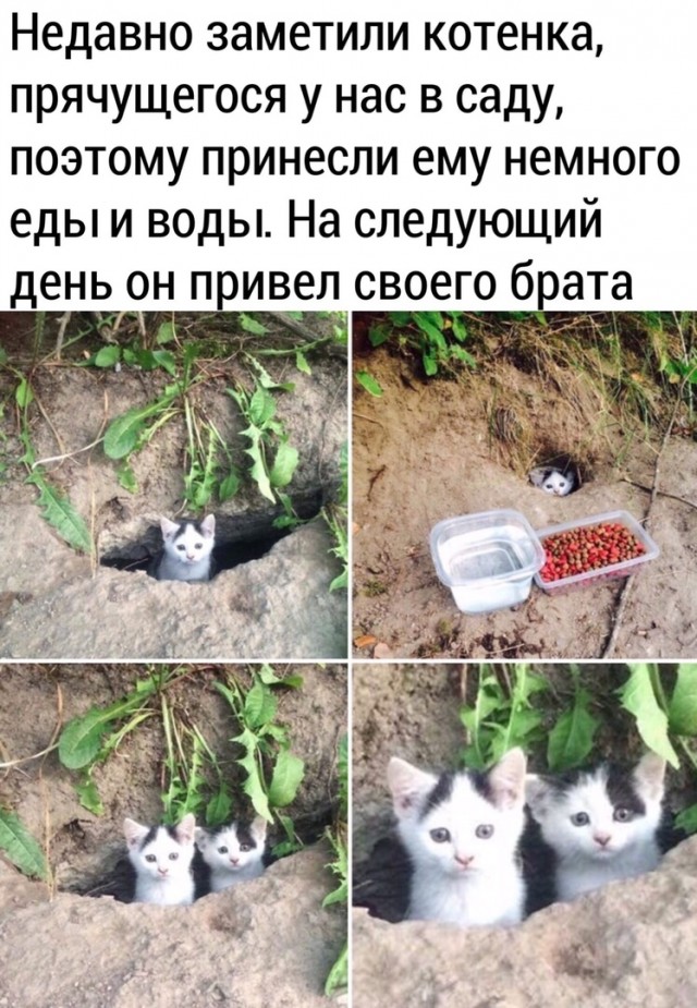 Смешные коты 25.08.20