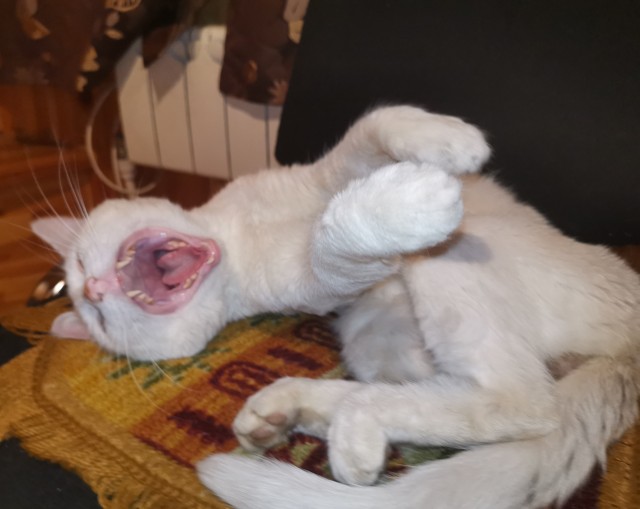 Котовторник.