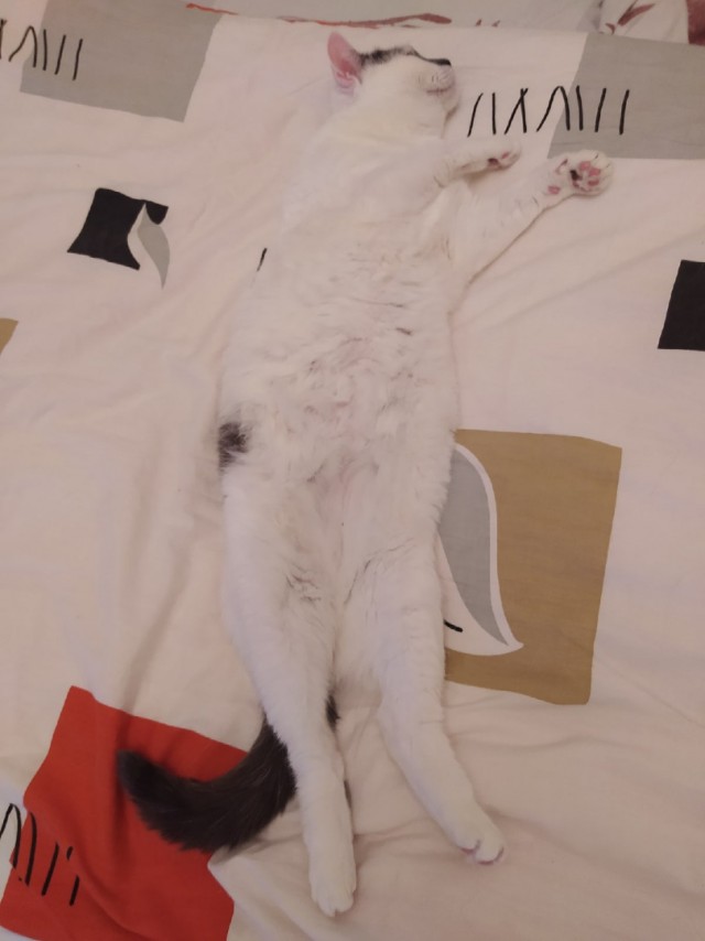 Котовторник 17.11.20