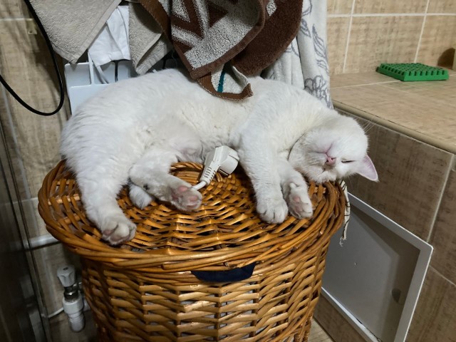 Последний котовторник 2020 года