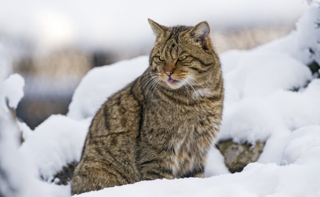 Расчехляем гладильники! - норвежский лесной уже тут