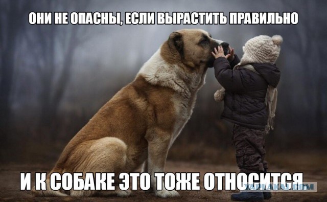 Немного размышлений о содержании собак в городских условиях. Про «бойцовых» собак, «псиношиз» и говно…