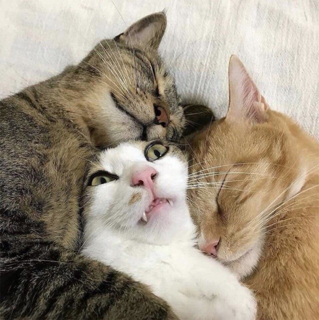 Котовторник!