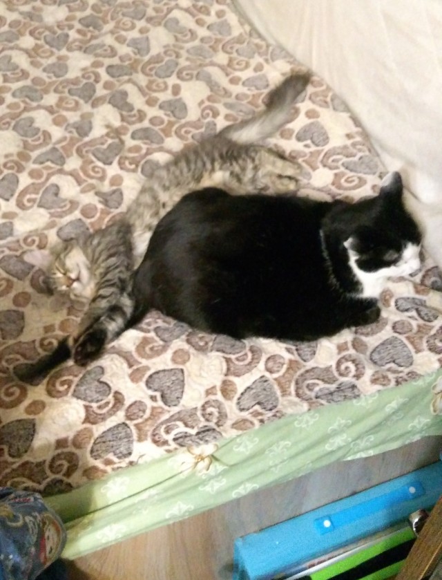 Даешь котовторник!