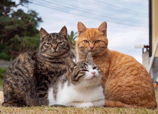 Которник