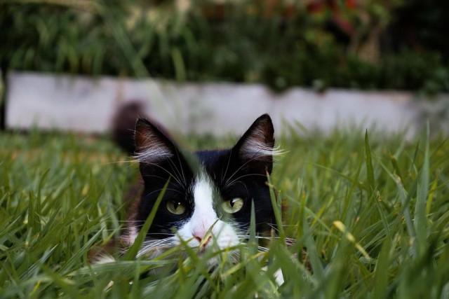Разные котики