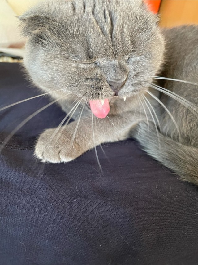 Котовторник 28.09.21