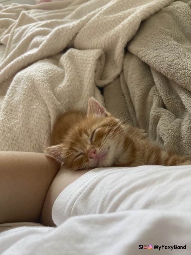 МИРУ - МИР ! Котикам - котовторник !