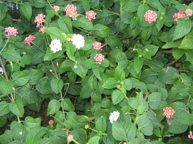 Отдых в Черногории (сентябрь 2012)