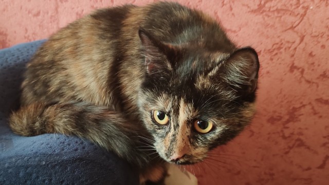Жизнь домашнего приюта "Котоленд" 365