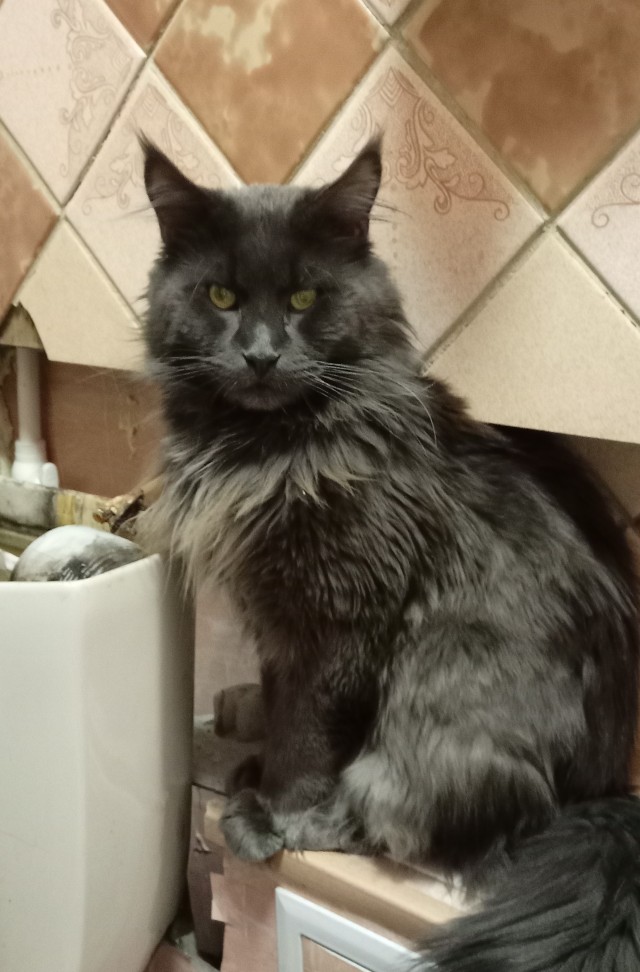 К котовторнику