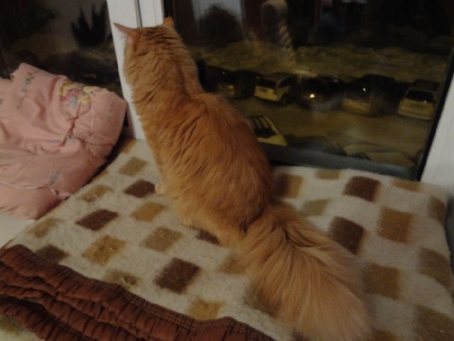 Котовторник 09.04.2013