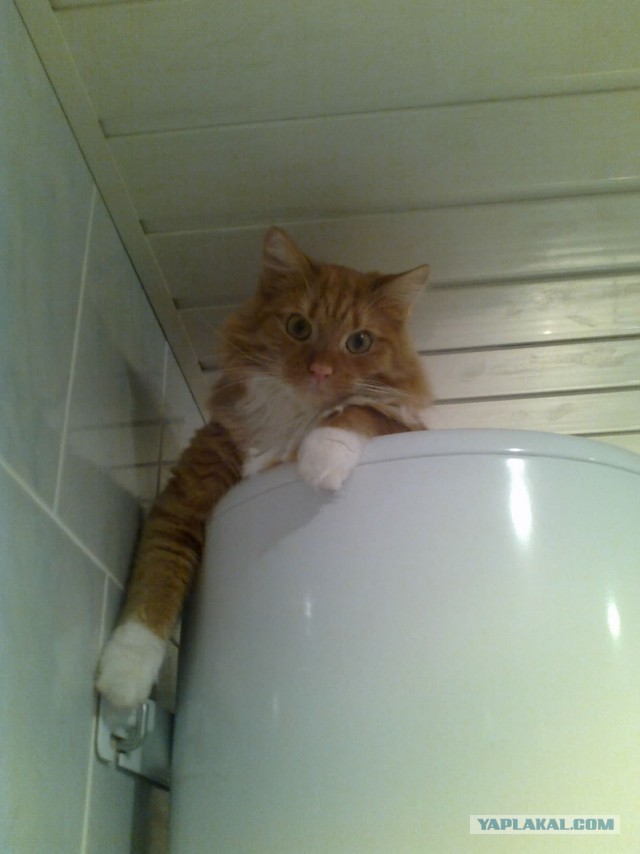 Котовторник 09.04.2013
