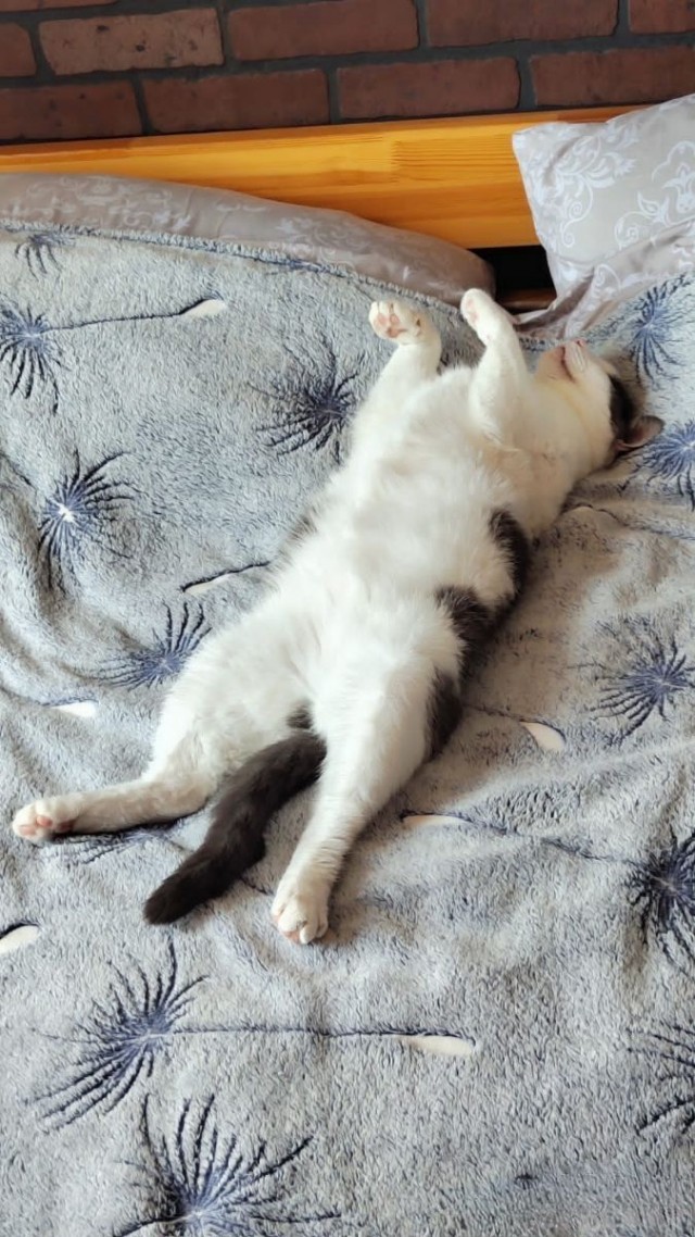 Походу мой кот бухает втихаря