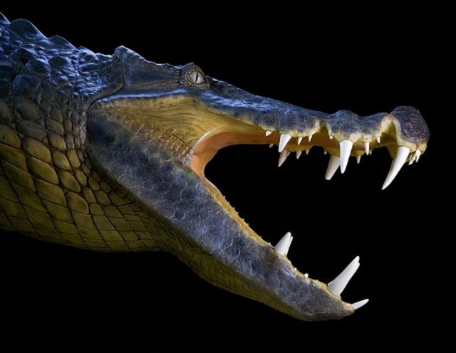 5 пугающих доисторических существ из прошлого, которые давно вымерли, и это к лучшему