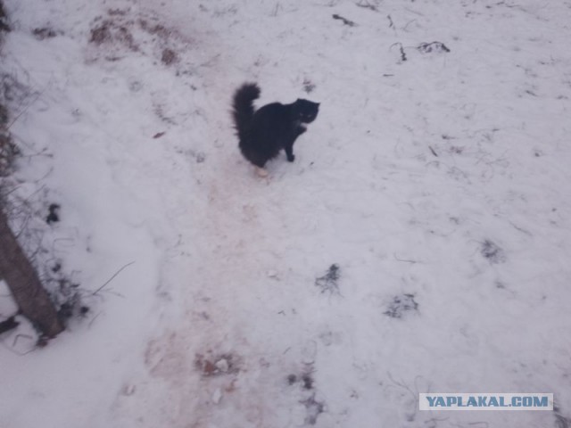 Жизнь домашнего приюта для котеек 473