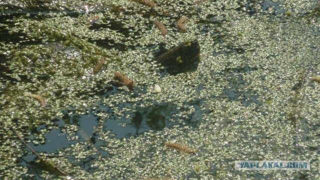 Черепахен...конец приключения.