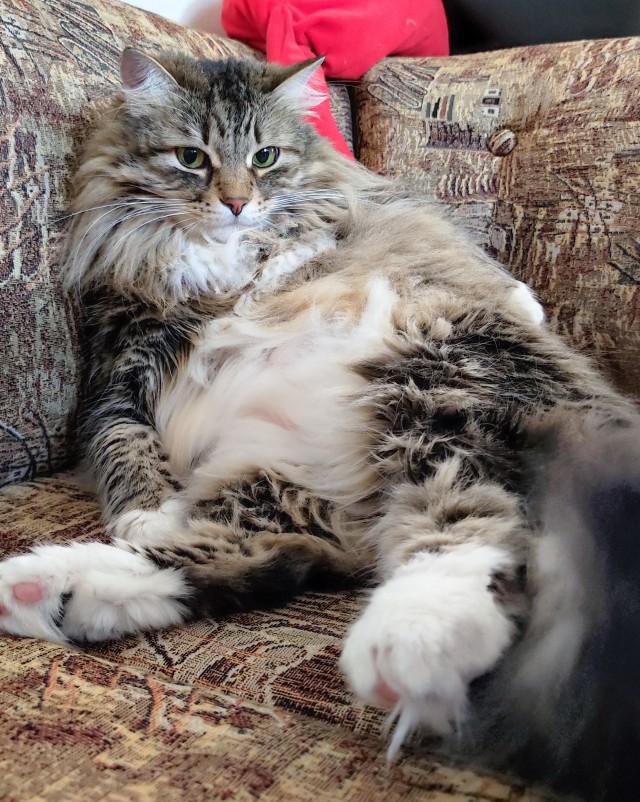 Жизнь с котом в одной картинке
