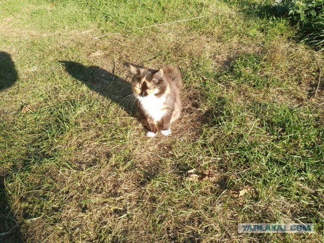 Жизнь домашнего приюта для котеек 517