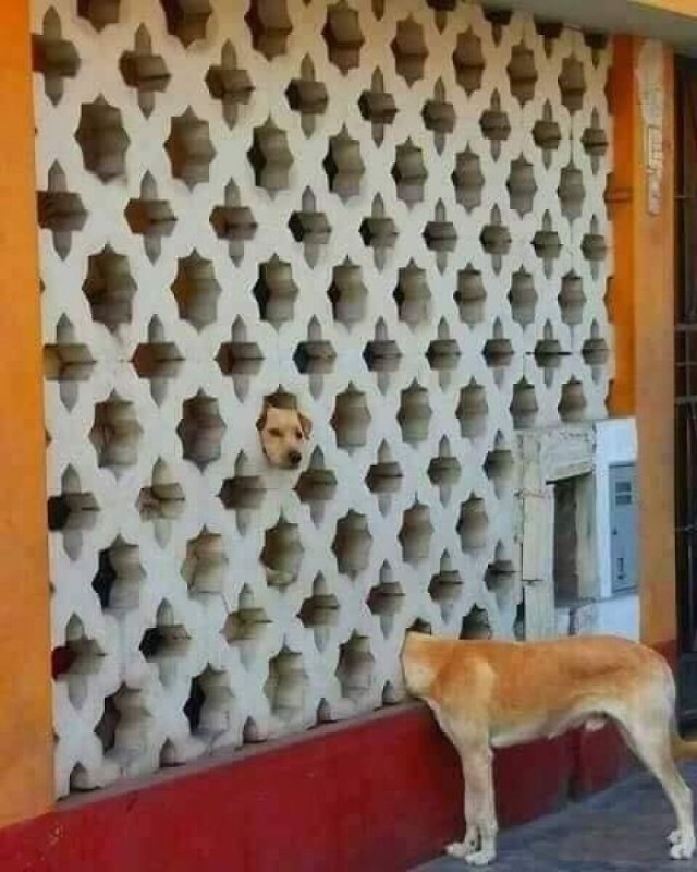 На эти фото нужно смотреть дважды