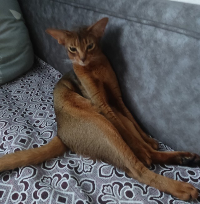 Нефотогеничный кот