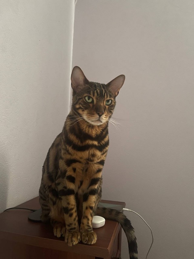 Это что, котовторник?