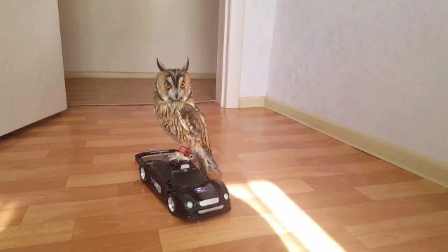 Сова ты там живой?