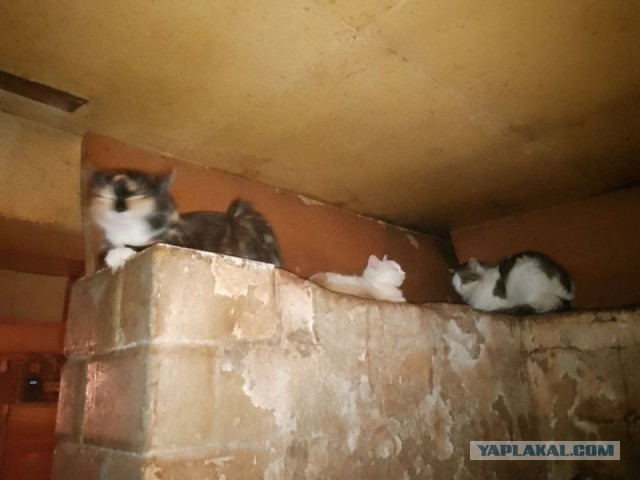 Жизнь домашнего приюта для котеек 570