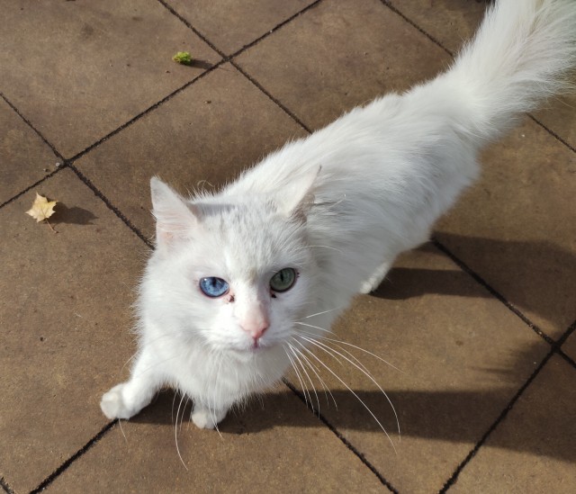 Кот у которого нет друзей