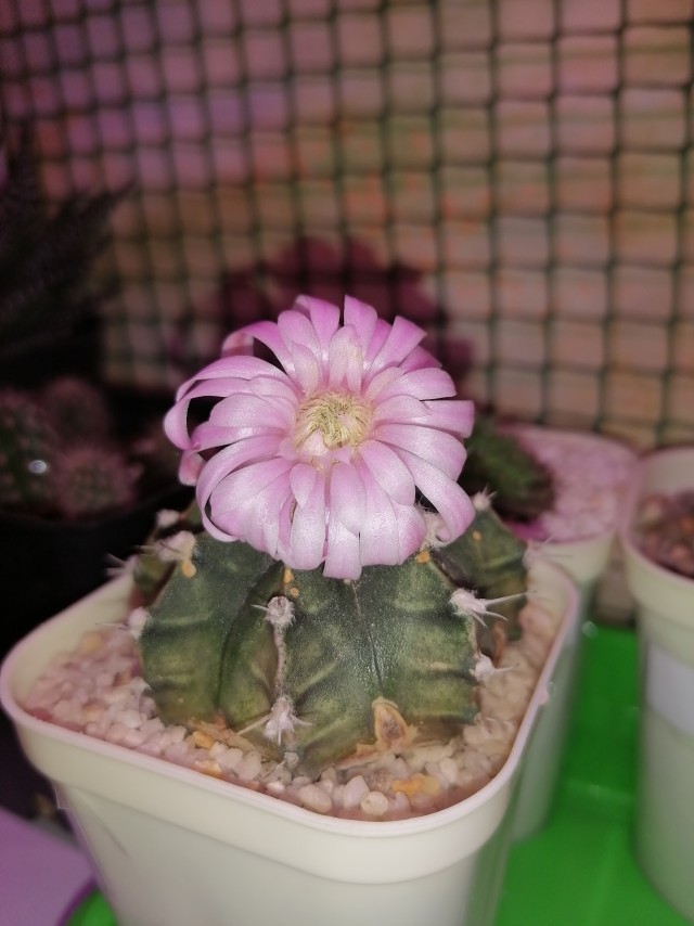 Поздравляю всех причастных с праздником!