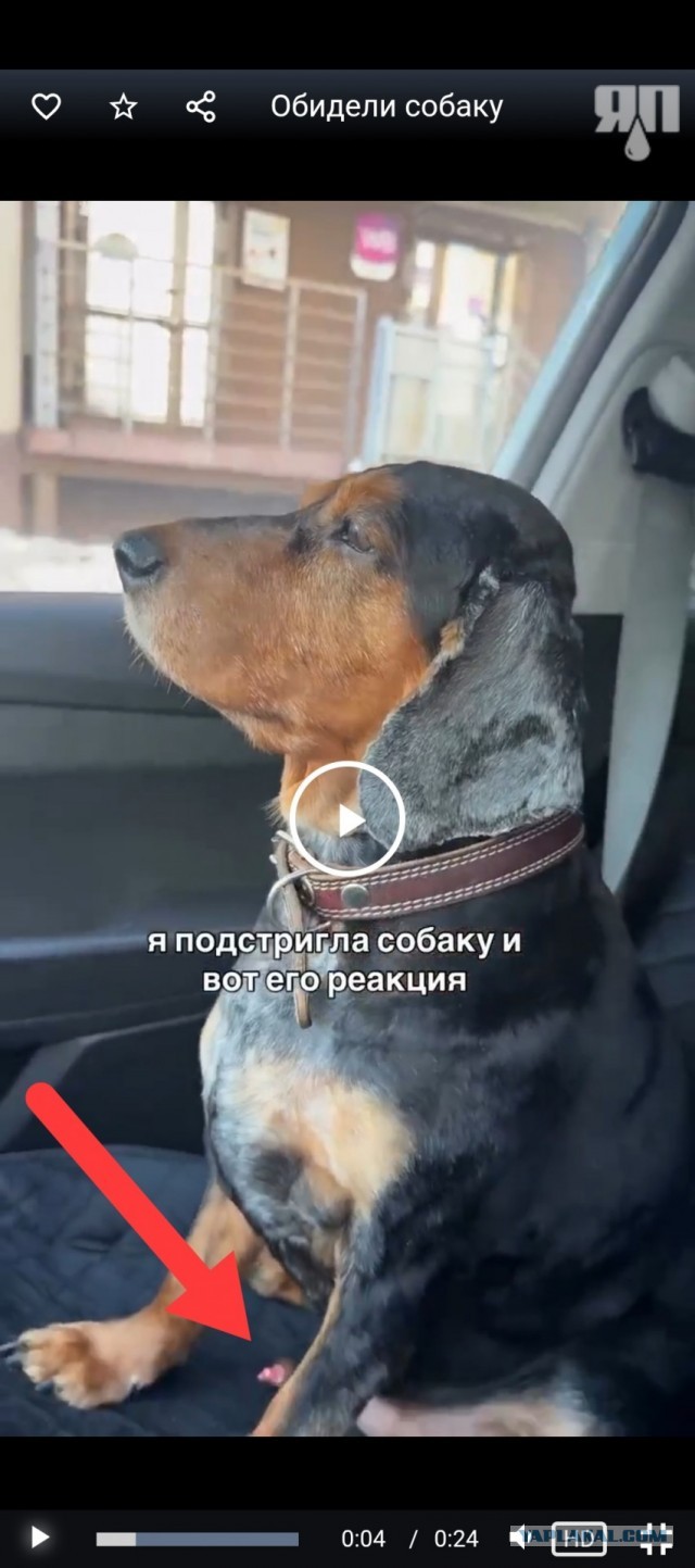 Обидели собаку