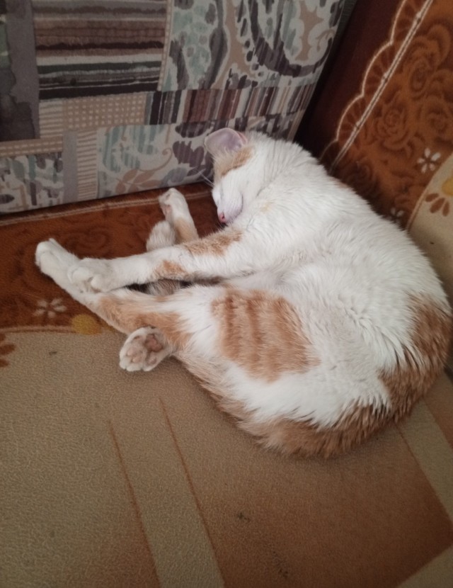 Котег.