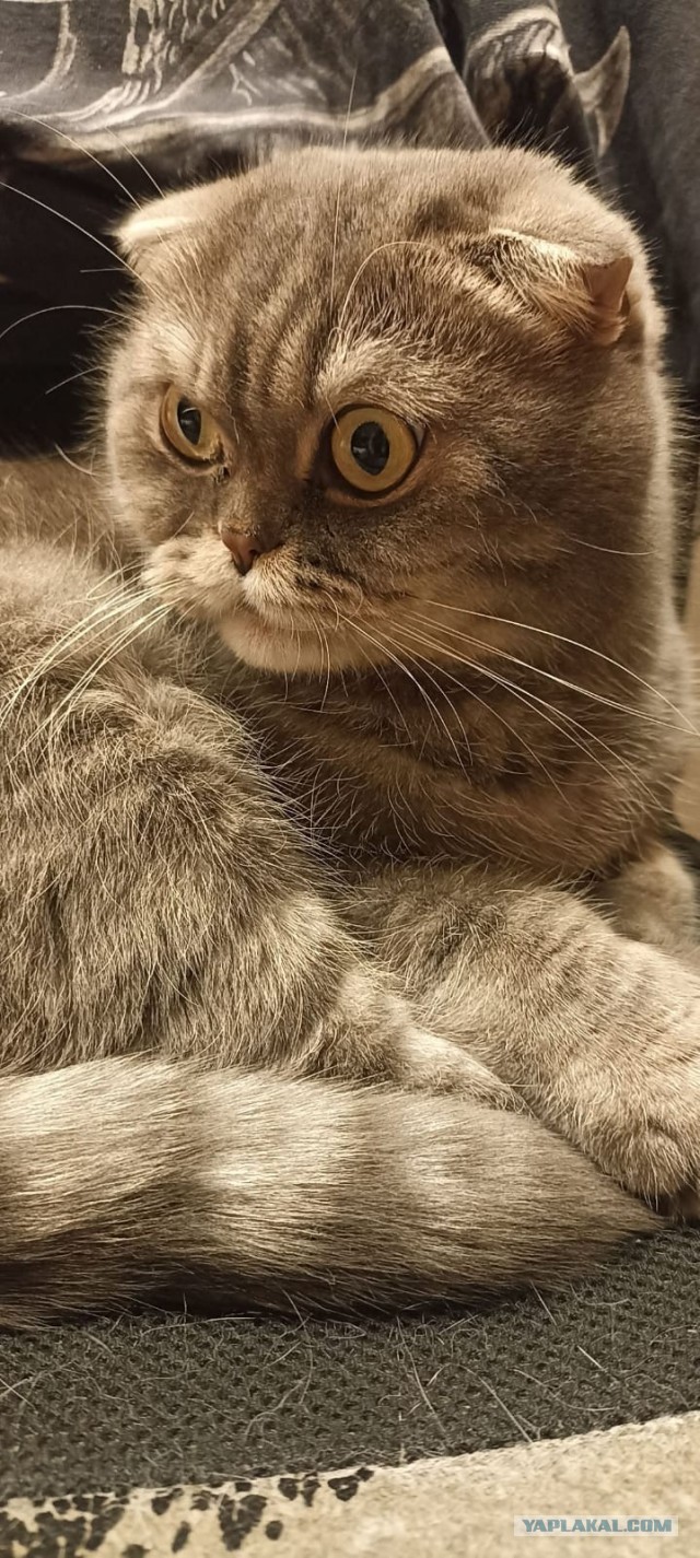 Фотки красивого кота.