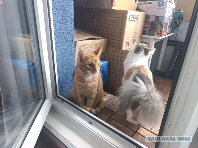 Пристраиваю котэ